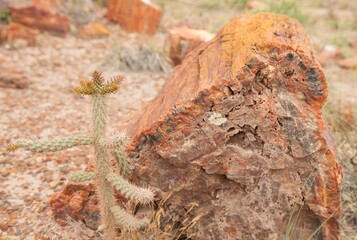Cholla cactus (Cylindropuntia) & petrified wood in Petrified Forest National Park, Arizona