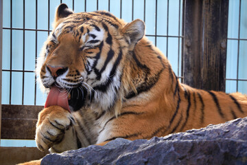 リラックスしたアムールタイガー　広島県福山市立動物園