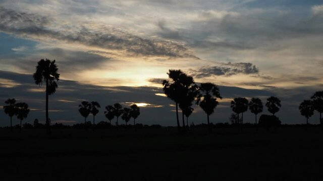 Time Lap of Grassland and Coconut Trees at Sunset.