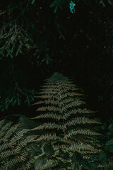 Closeup of fern leaves in a dark forest © Diana Samson/Wirestock