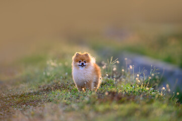 Pomeranian walking in the meadow