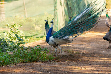 Fototapeta premium Dancing peacock
