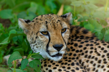 cheetah
