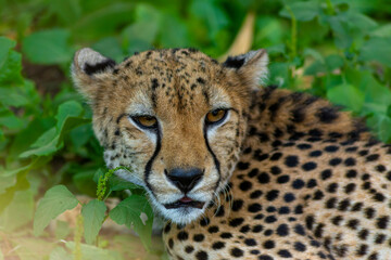 cheetah