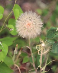 A Giant Dandelion in Yellowstone National Park