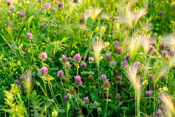Blooming meadow grasses on a warm evening