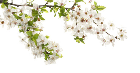 Cherry tree branch with beautiful blossoms isolated on white