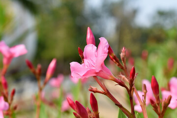 Selective focus shot of pink oleander flowers on a sunny day outdoors
