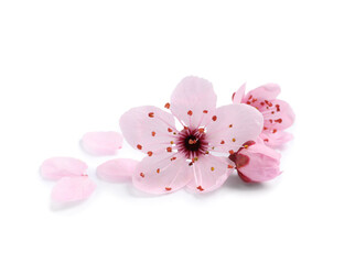 Naklejka na ściany i meble Beautiful pink cherry tree blossoms isolated on white