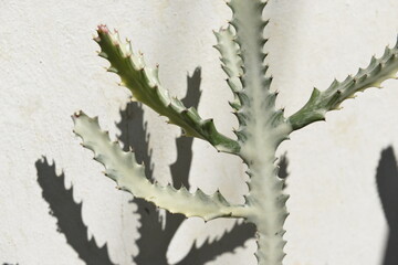 Cactus with nice shadow in the morning.