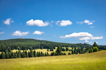 Summer green meadows among spruce forests