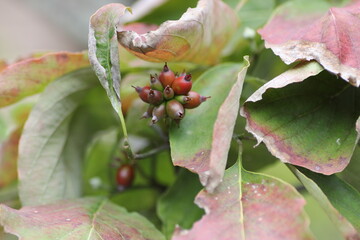 ハナミズキの実