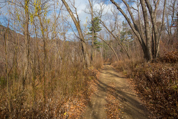 Timber road in a dense forest. A dirt road runs under tall autumn trees.