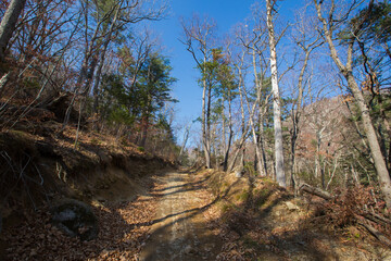 Timber road in a dense forest. A dirt road runs under tall autumn trees.