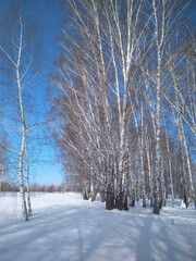 winter landscape in the forest with snow in Siberia with nature for the climate of trees