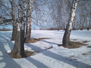 winter landscape in the forest with snow in Siberia with nature for the climate of trees