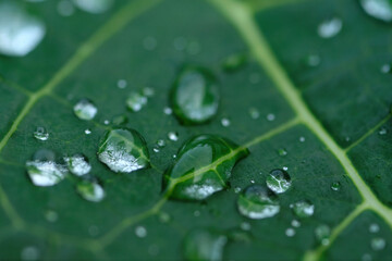 macro photograph with very narrow focusing of many small droplets of water remained on a green freshness leaf after heavy raining in rainy season