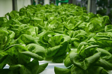 green butter heads growing at indoor led light base agricultural farm