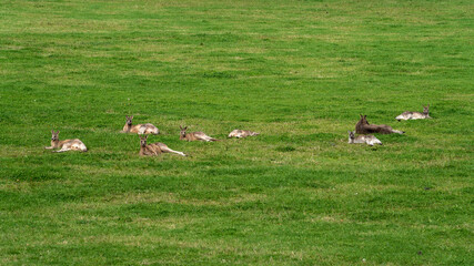 Kangaroos at Ivanhoe Park, Melbourne