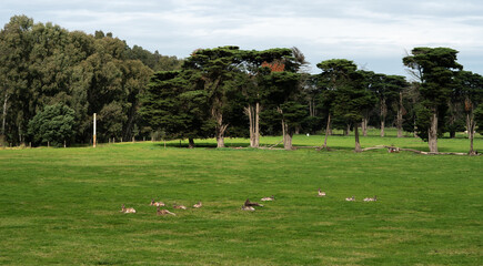 Fototapeta na wymiar Kangaroos at Ivanhoe Park, Melbourne
