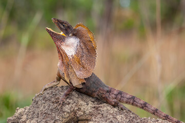 Australian Frilled Lizard with mouth open