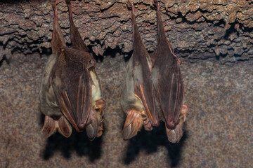 Australian Ghost Bats at roost