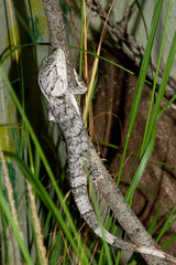 Australian Chameleon Dragon on branch