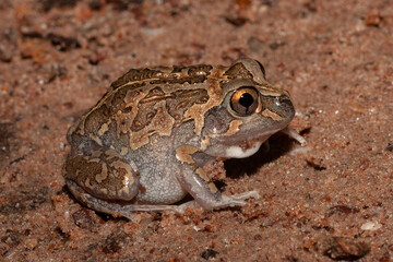 Close up of an Australian Long-footed Frog
