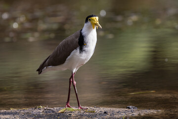 Australian Masked Lapwing on sandy beach