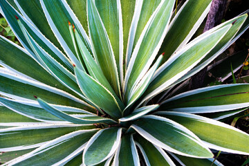 Green and white agave with thorns.