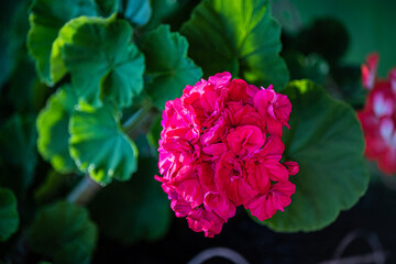 Red flower with green leaves. Commonly called Boyfriend