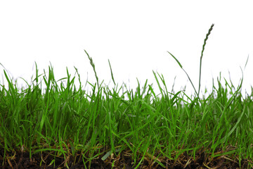 Fresh lush green grass on white background