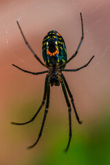 Multi colored spider showing its back.