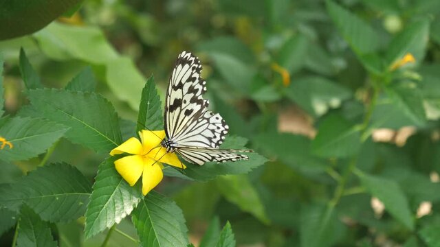 Okinawa,Japan - July 12, 2021: Closeup of Tree Nymph Butterfly or Rice Paper butterfly or Oogomadara 
