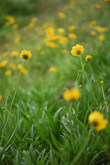 Fototapeta premium yellow flowers in the grass