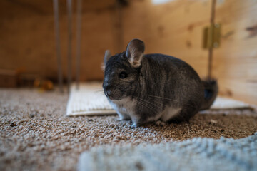 Small pet chinchilla on carpet looking at the camera from the side