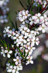 Delicate white flowers of the Australian native Zieria laevigata, family Rutaceae growing in Sydney...