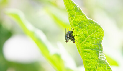 fly on leaf