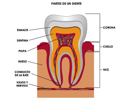 Partes de un diente