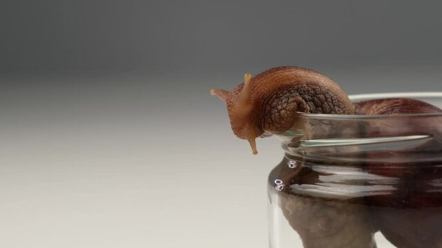 Close-up of a snail crawling on an empty glass jar on a white background. The use of shellfish in cosmetology.