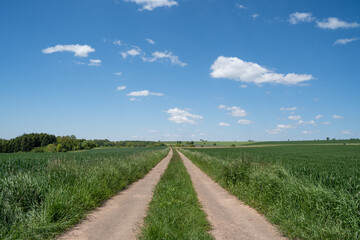 Fototapeta na wymiar Tractor road in the green fresh cornfield with nice blue sky 