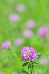 アカツメグサ(Red clover)