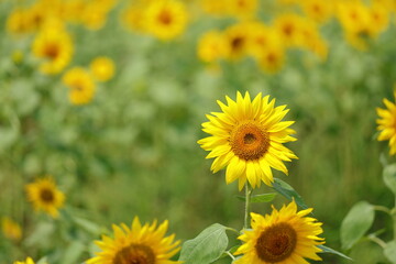 青空とひまわり