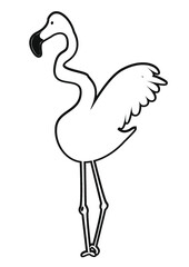 Flamingo
