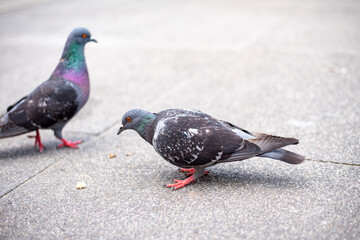 Pigeon looking for food