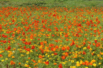 キバナコスモス