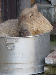 カピバラ　バケツ