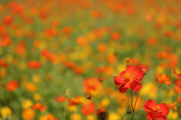 キバナコスモス