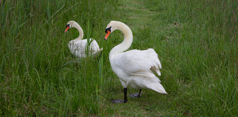 Swans in Brussa park, Italy. Male swan on the path in the middle of the tall grass.