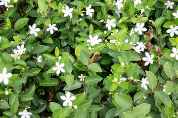 Garden plants nature background  of green leaves